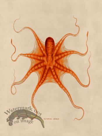 Octopus Orange 22